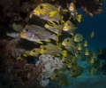   typical schooling Sweetlips Raja Ampat taken JettyAborek Jetty/Aborek Jetty Aborek  